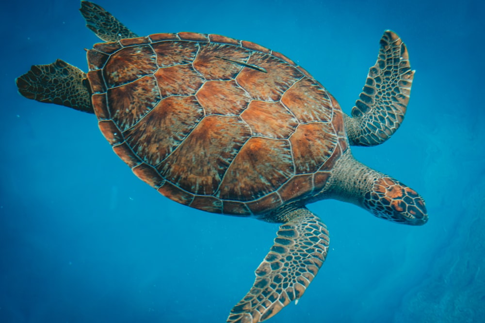 a green turtle swimming in the blue water