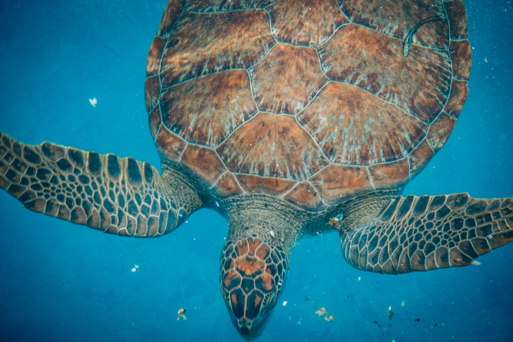 a large turtle swimming in the ocean