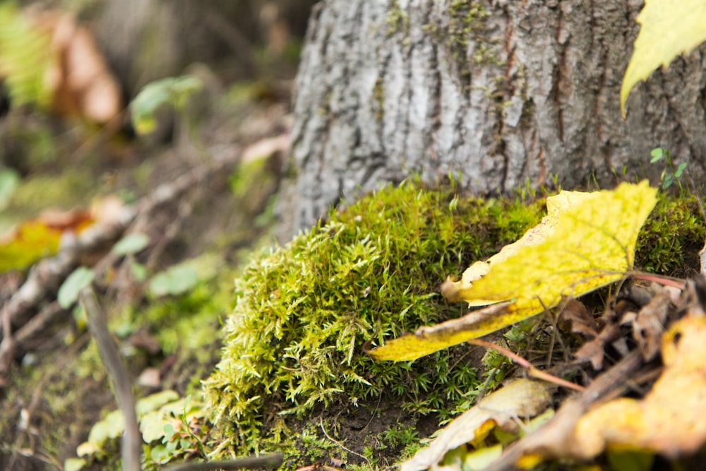 a close up of a moss covered ground next to a tree