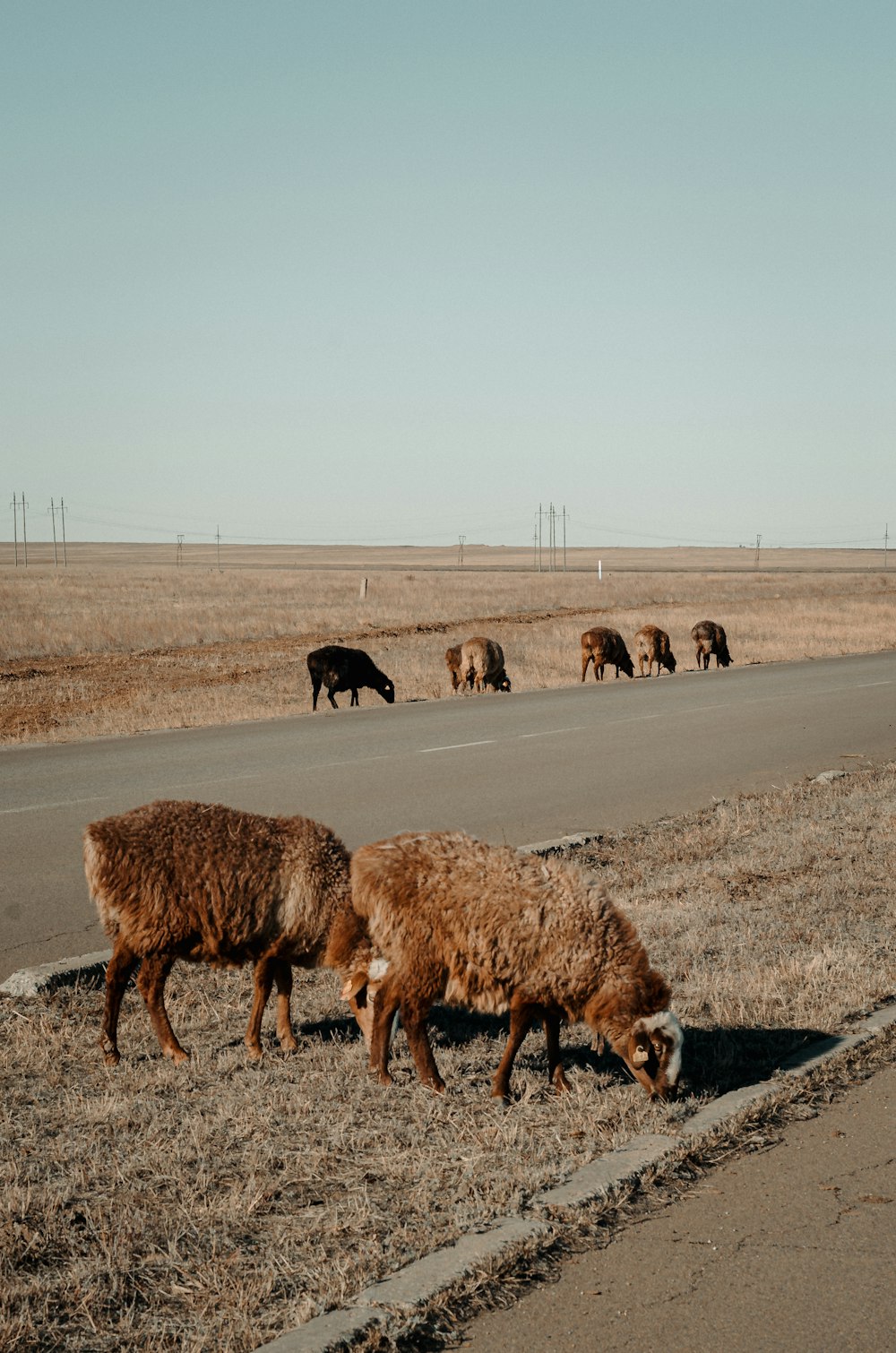 a herd of sheep grazing on the side of a road