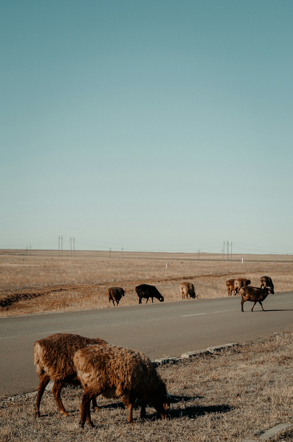 a herd of animals crossing a road in the middle of nowhere
