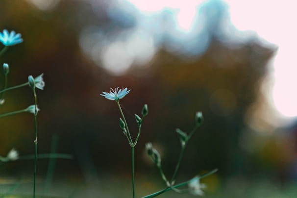 Delicate wildflowers blooming along a quiet trail, symbolizing gentle growth.