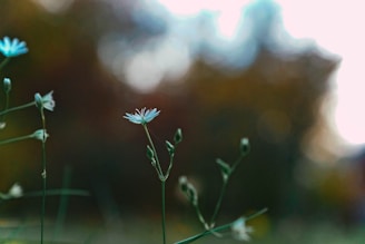 Delicate wildflowers blooming along a quiet trail, symbolizing gentle growth.