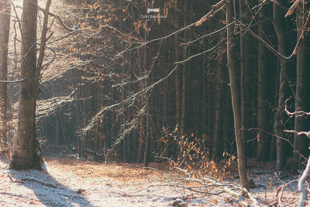 a snow covered forest with trees and leaves