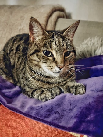 A tabby cat with stripes and pointed ears is resting on a soft, plush purple blanket. The cat appears calm and relaxed, lying comfortably with its paws tucked underneath its body. The background includes a light beige pillow and a fuzzy textured object, possibly a throw or pillow.