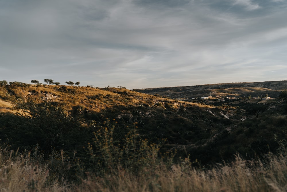 a hill that has a bunch of trees on top of it