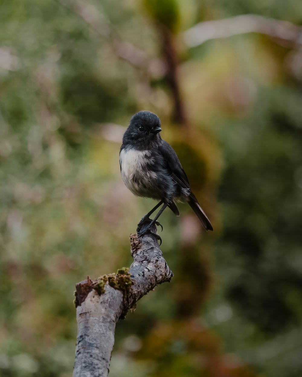 a small bird perched on top of a tree branch