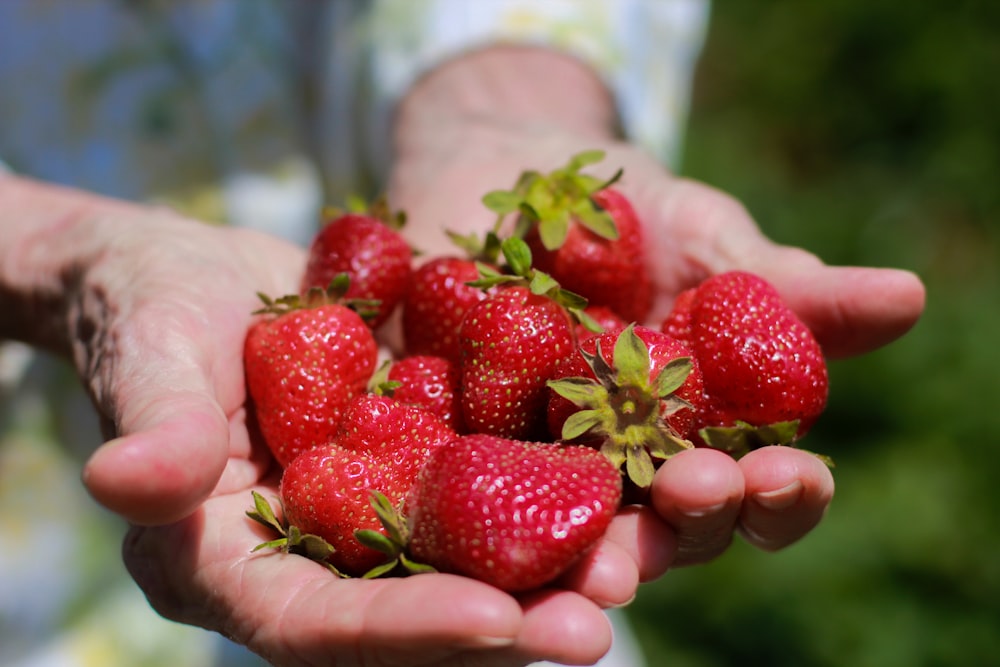 a person holding a handful of strawberries in their hands