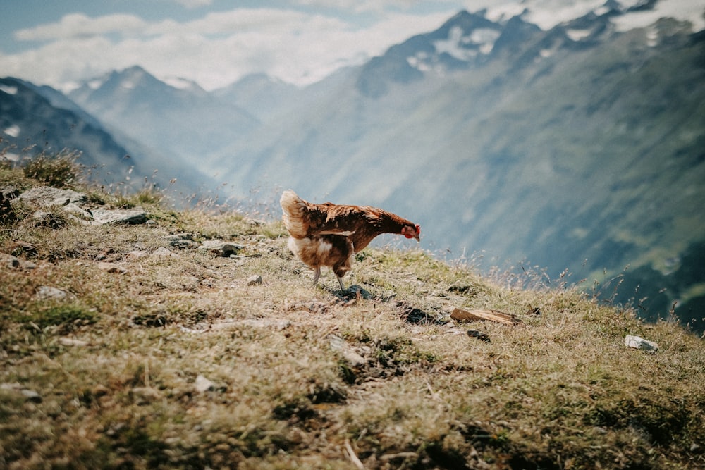 a dog standing on top of a grass covered hillside