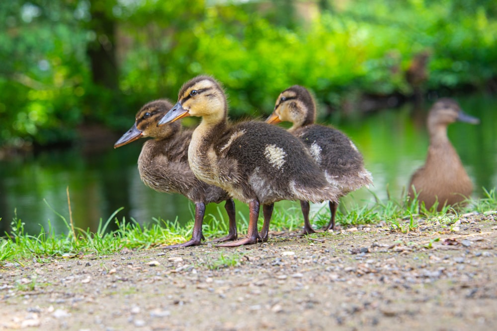 a group of ducks standing next to a body of water