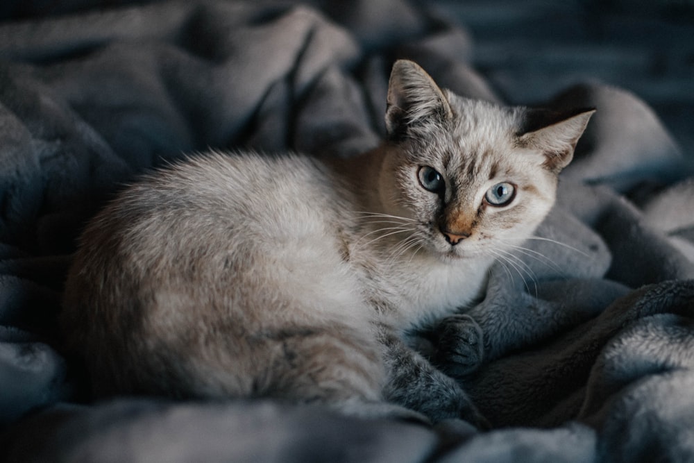 a cat with blue eyes laying on a blanket