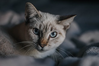 a close up of a cat with blue eyes