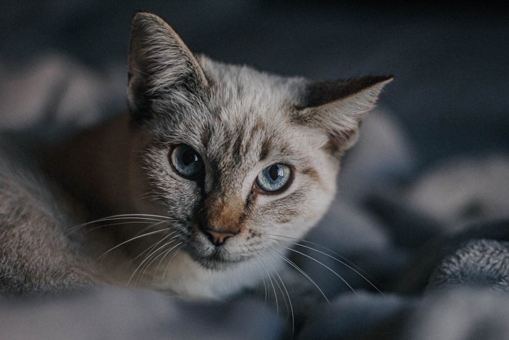 a close up of a cat with blue eyes