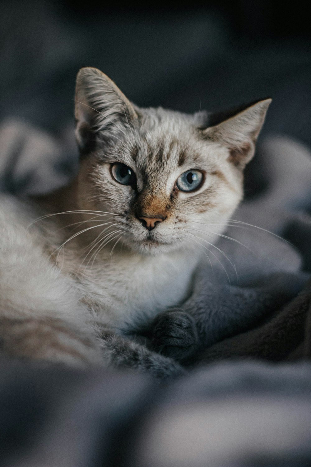 a close up of a cat laying on a blanket