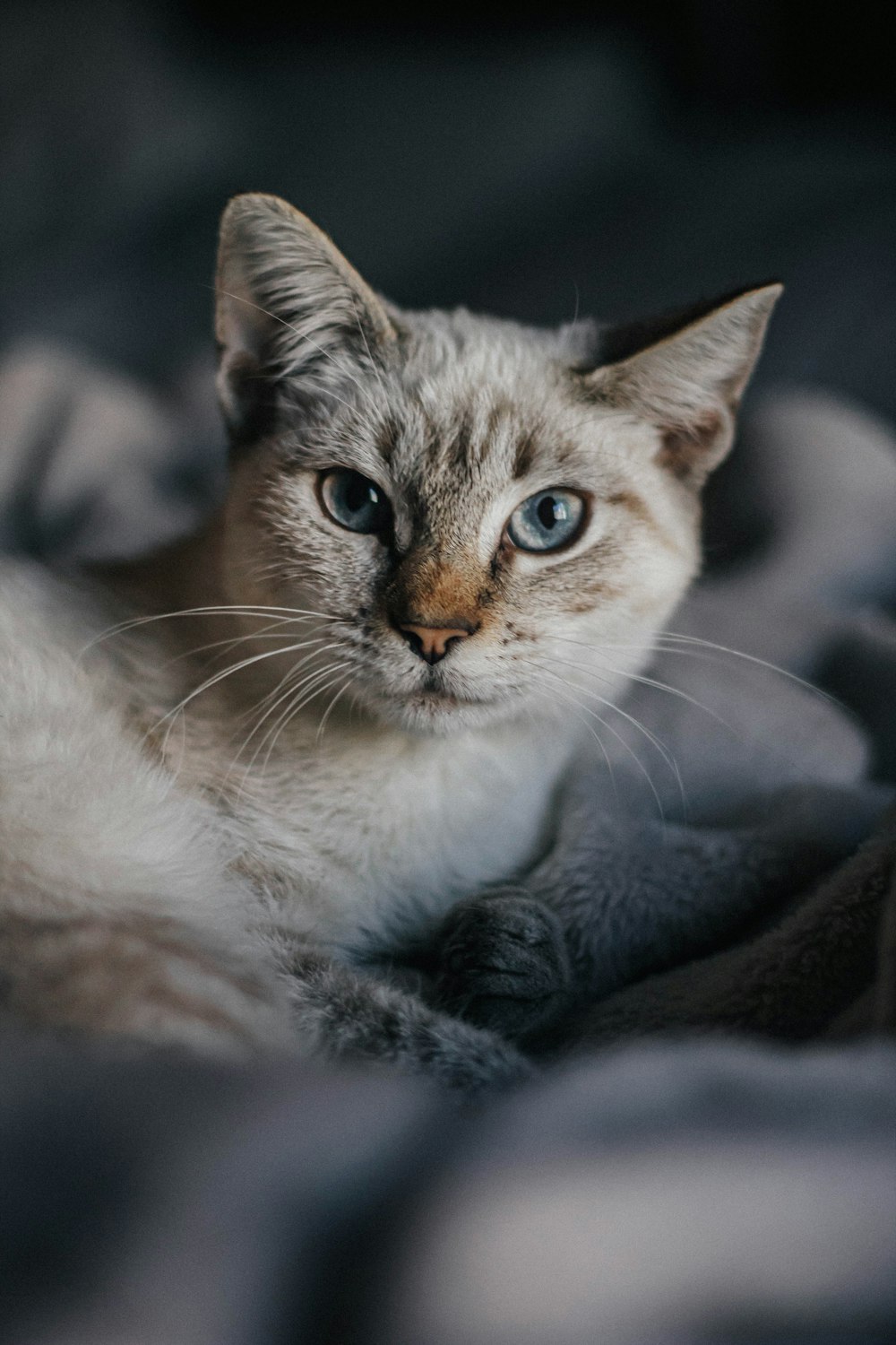 Un primo piano di un gatto sdraiato su una coperta