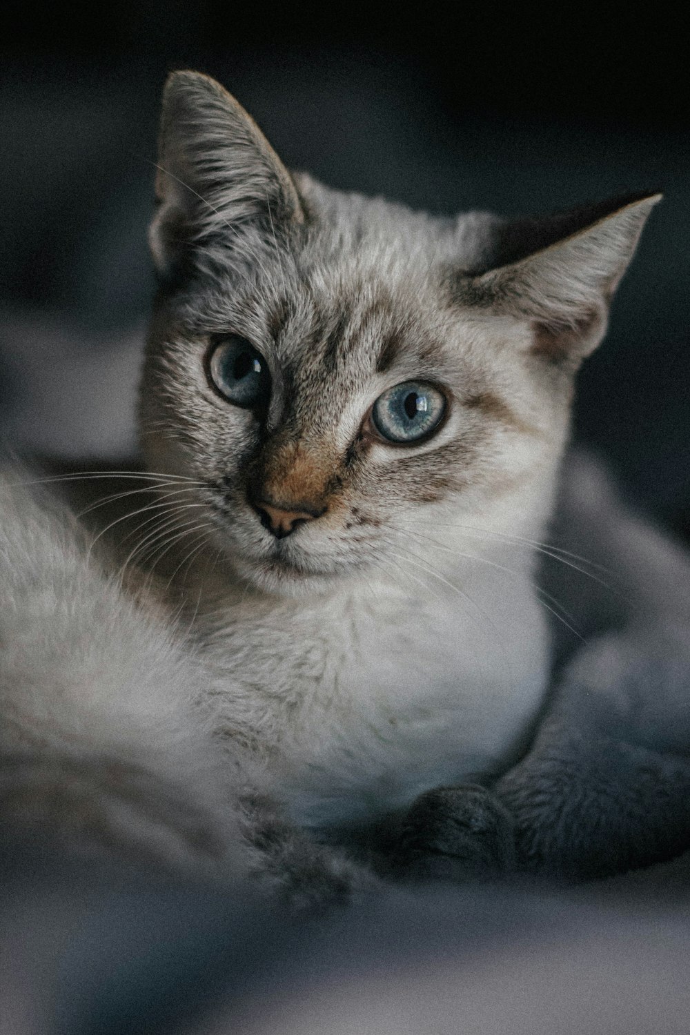 a close up of a cat laying on a bed