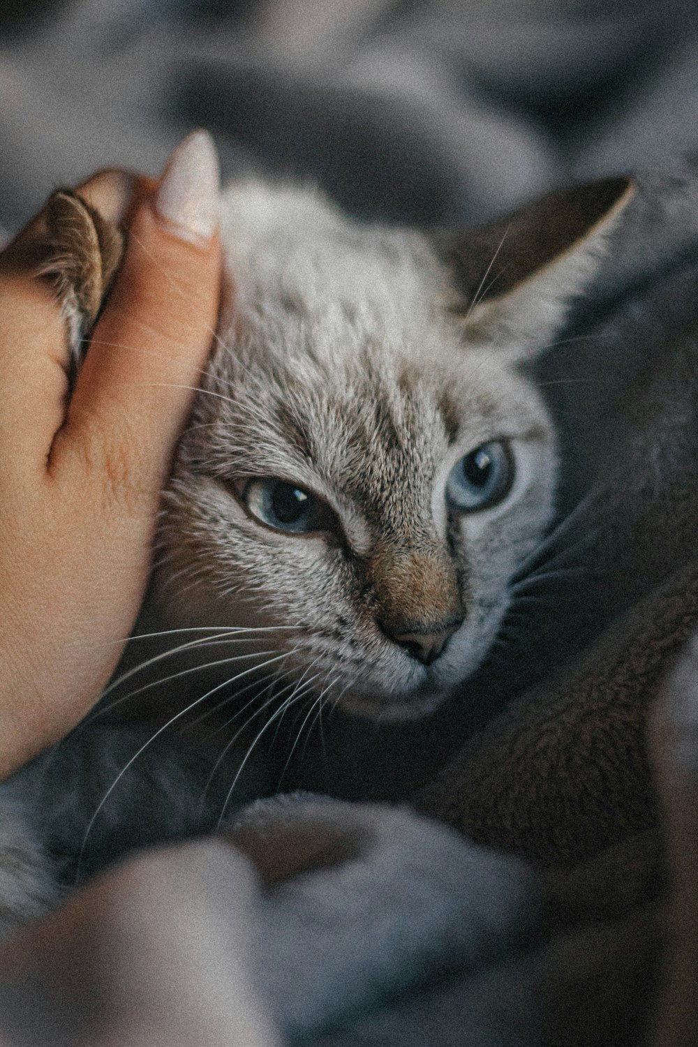 a person petting a cat with their hand