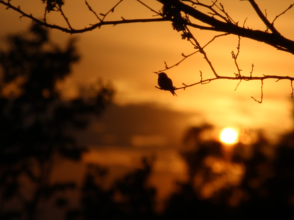 a bird sitting on a tree branch at sunset