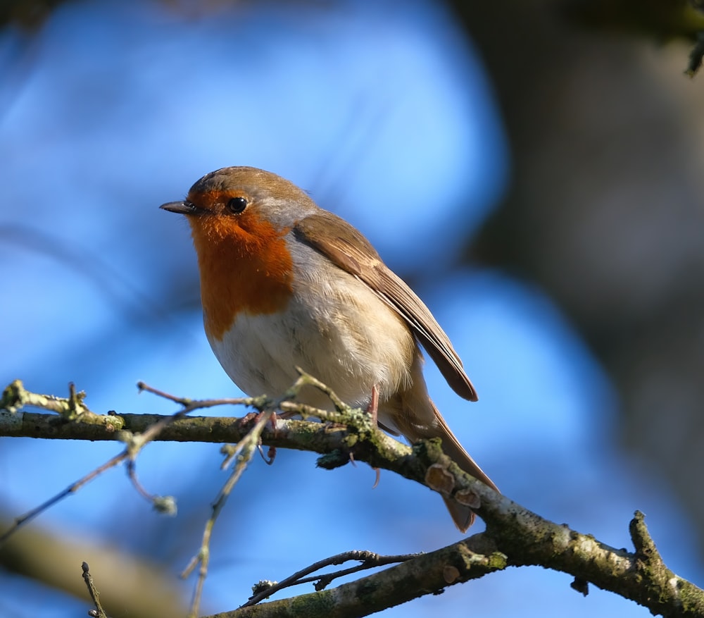 a small bird perched on a tree branch