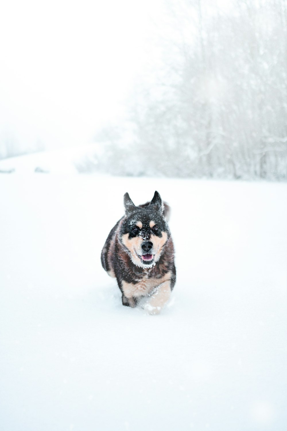 a dog running through a snow covered field