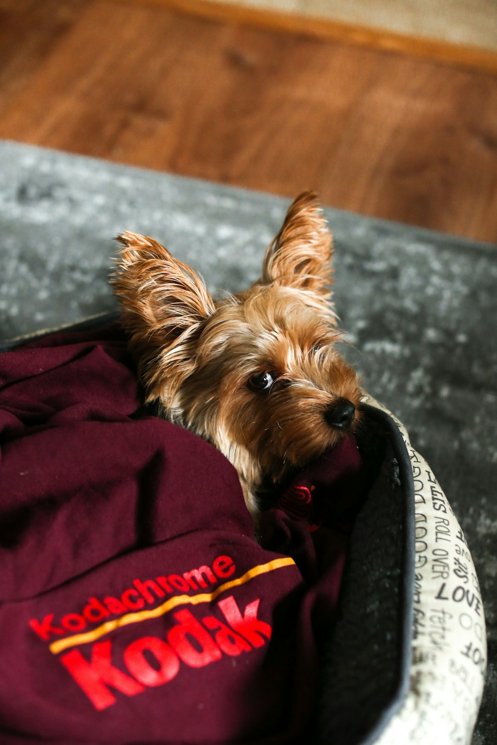 a small brown dog laying in a bag