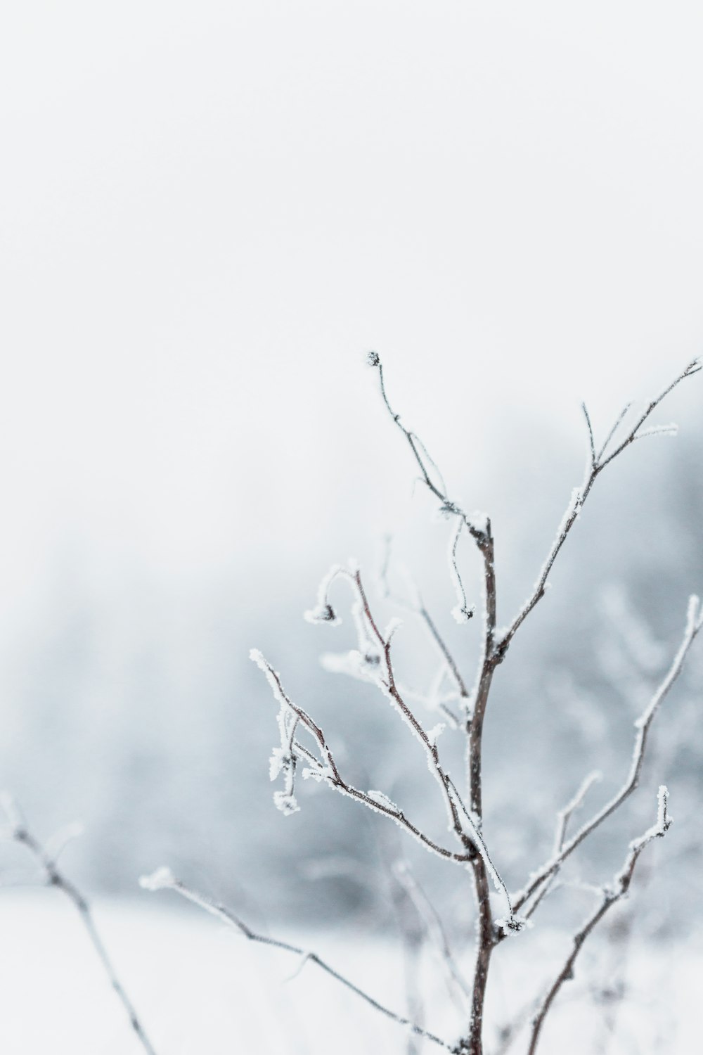 a small tree with no leaves in the snow