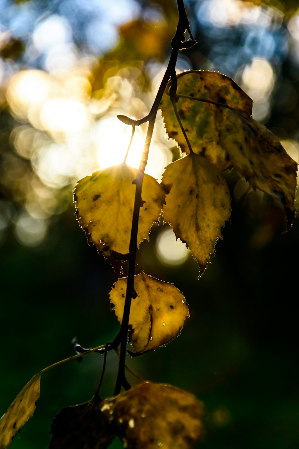 the sun shines through the leaves of a tree