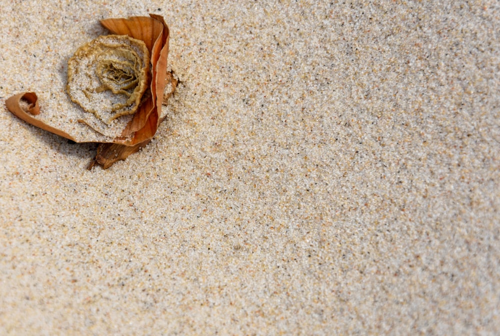a dried up leaf on a sandy surface