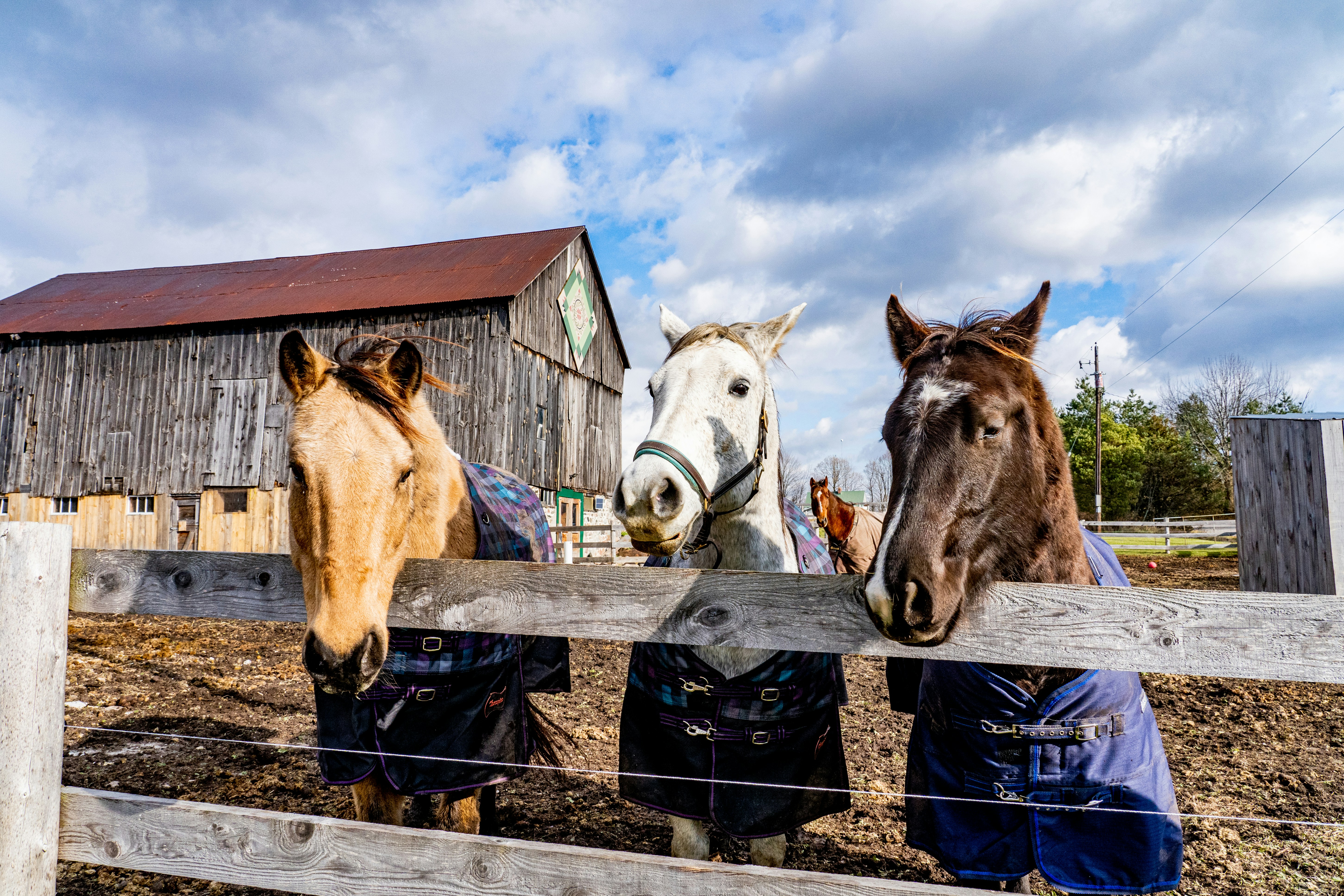 horses in paddock