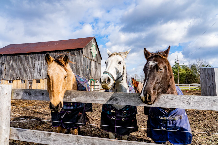 Horses on a Florida farm, symbolizing Ocala, the Horse Capital of the World