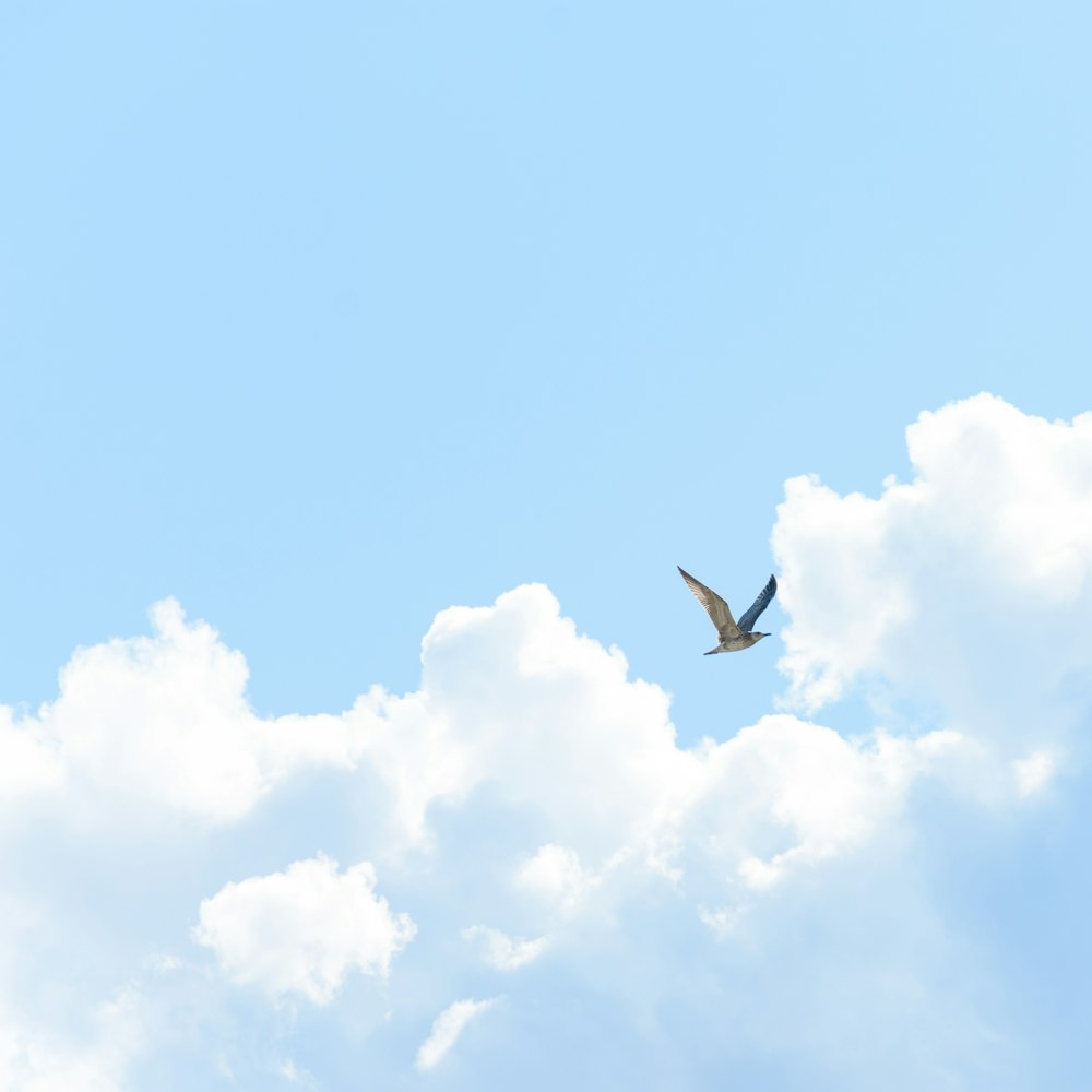 a bird flying through a blue cloudy sky