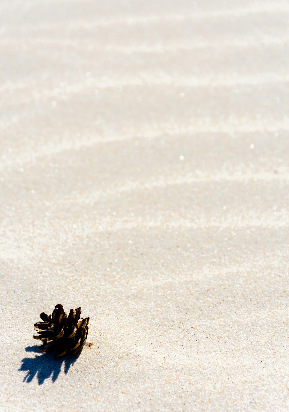 a small pine cone sitting on top of a sandy beach