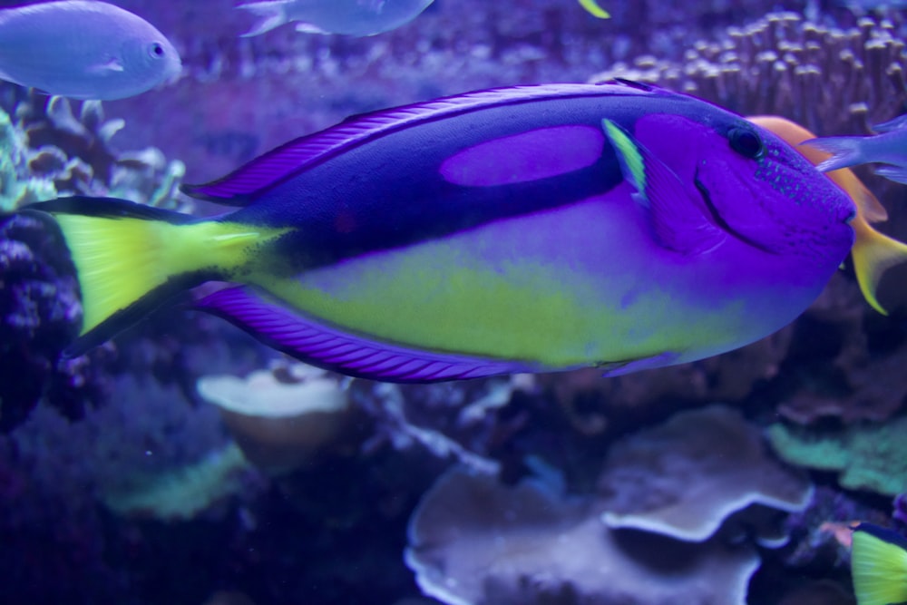 ein blau-gelber Fisch, der in einem Aquarium schwimmt