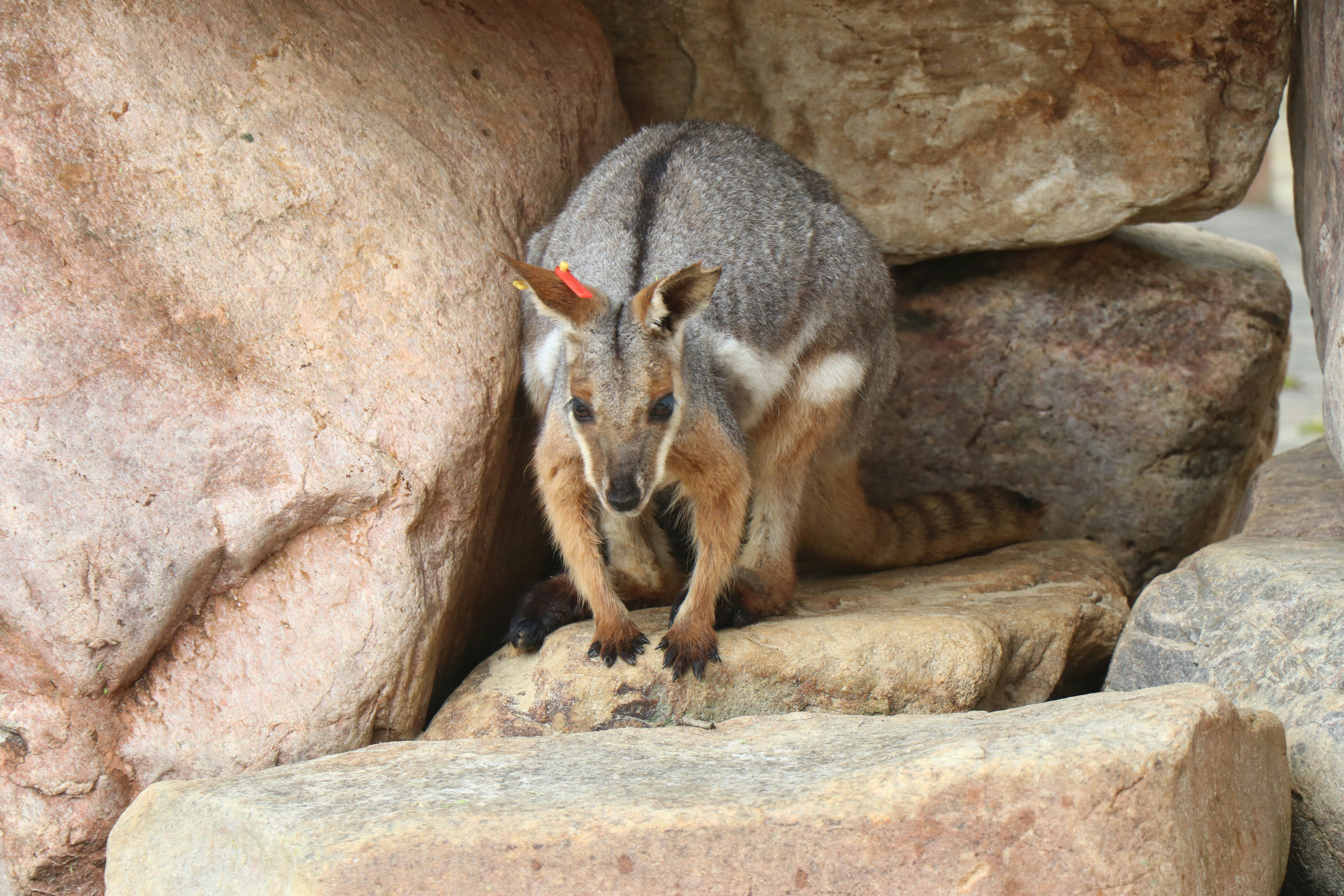 Bringing Back the Brush-tailed Rock-wallaby (image credits: unsplash)