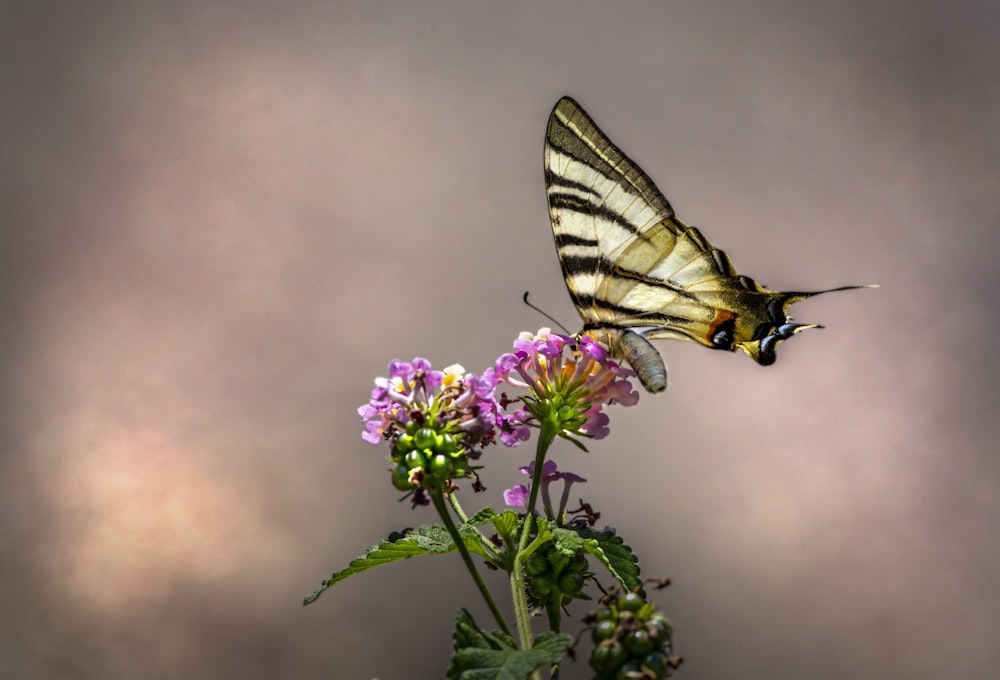 a yellow and black butterfly sitting on top of a purple flower