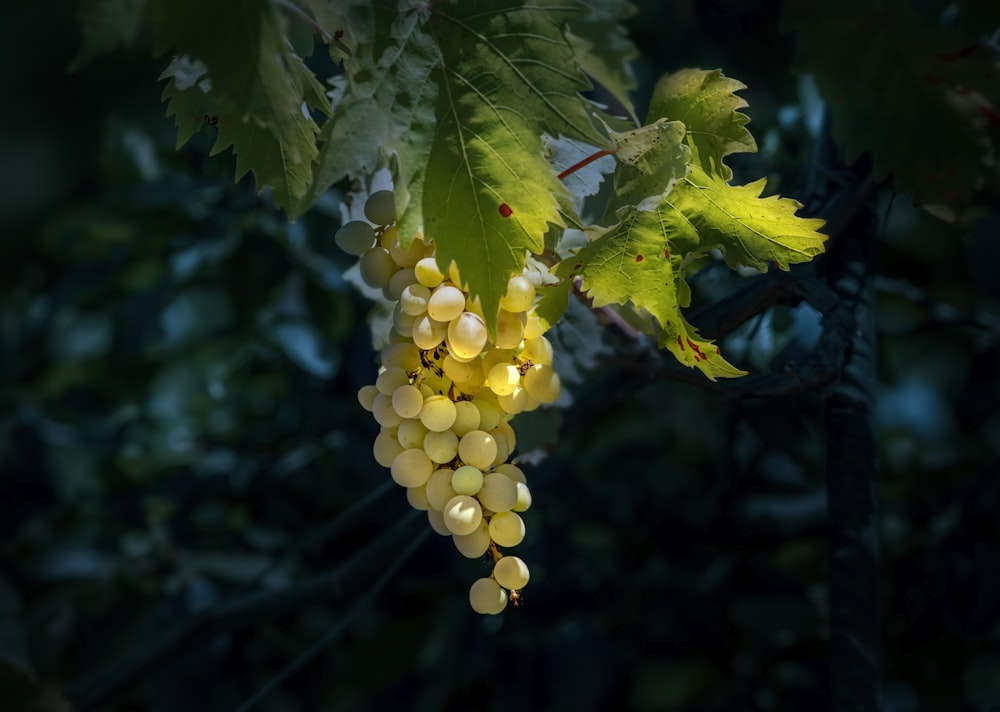 a bunch of grapes hanging from a vine