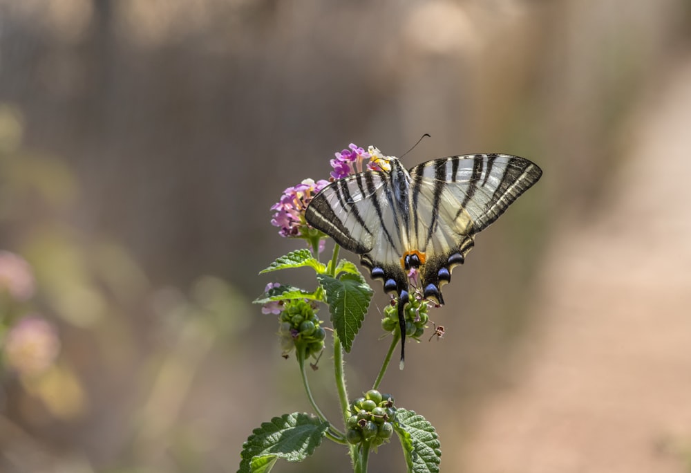 a butterfly sitting on top of a purple flower