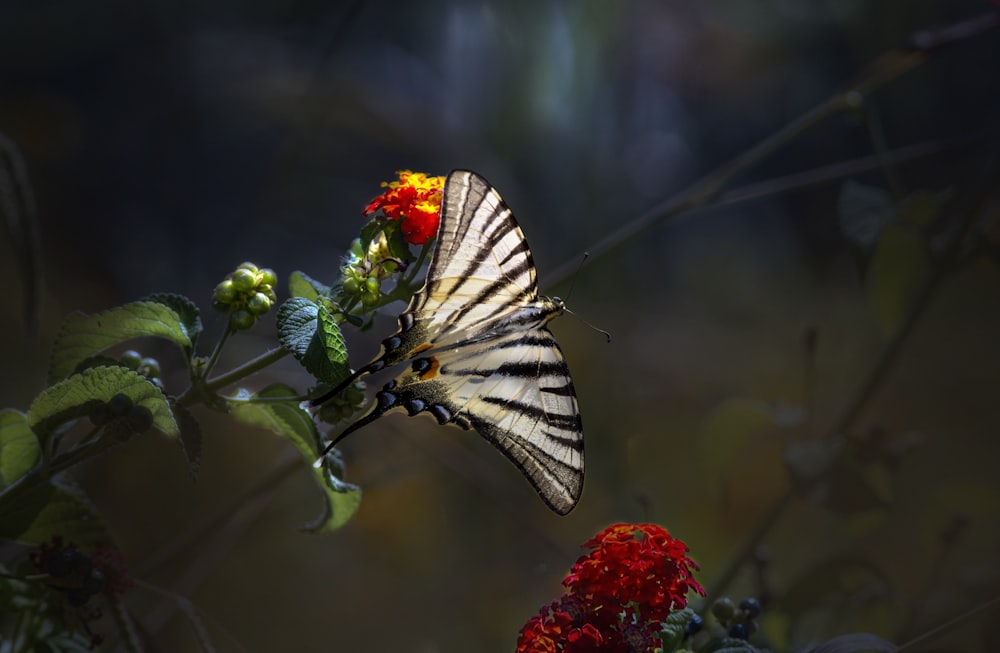 a butterfly sitting on top of a red flower