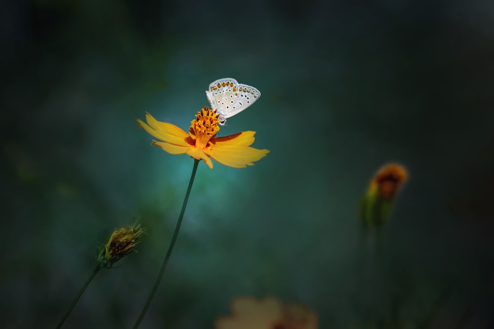 a white butterfly sitting on top of a yellow flower