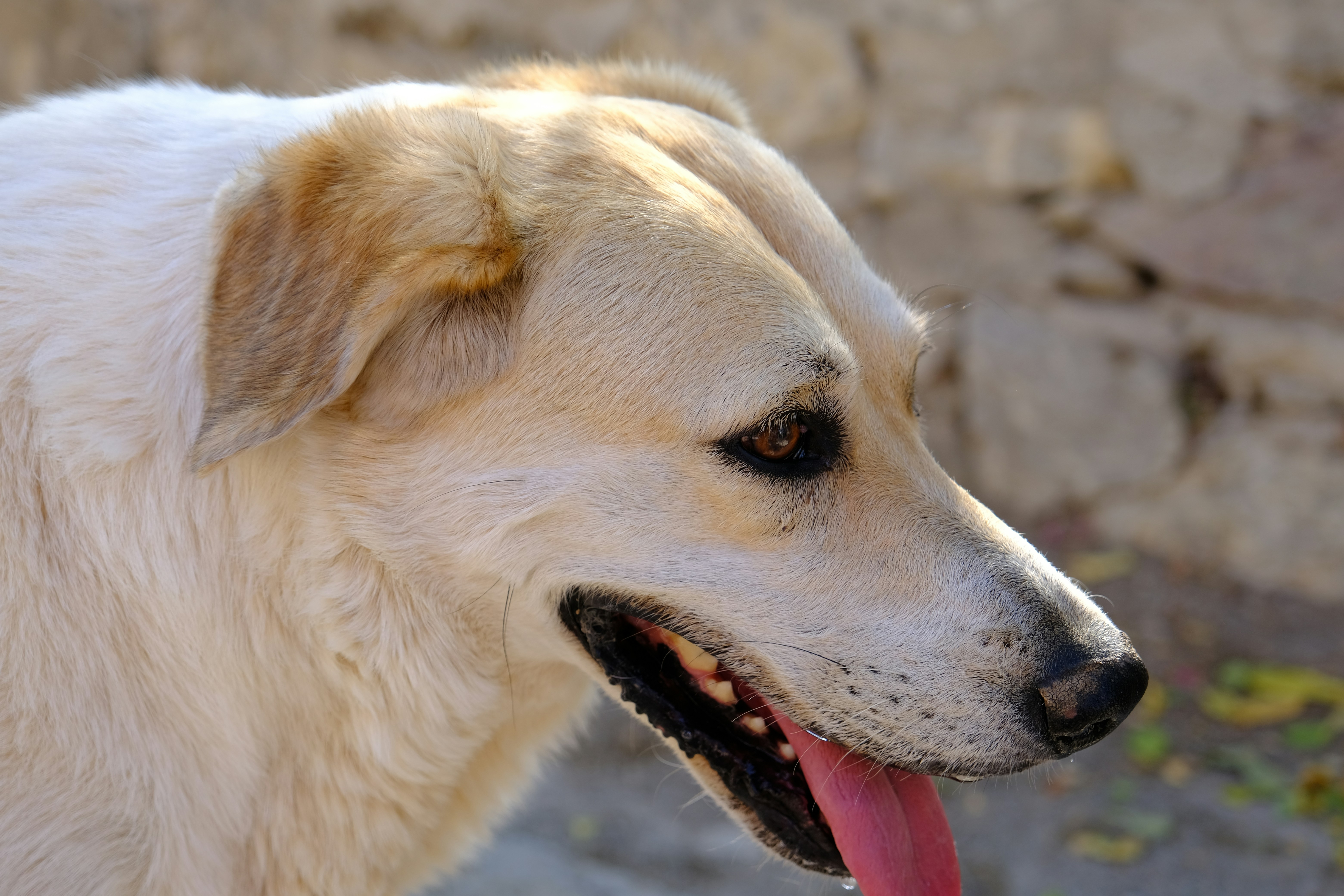 Photo by irfansimsar