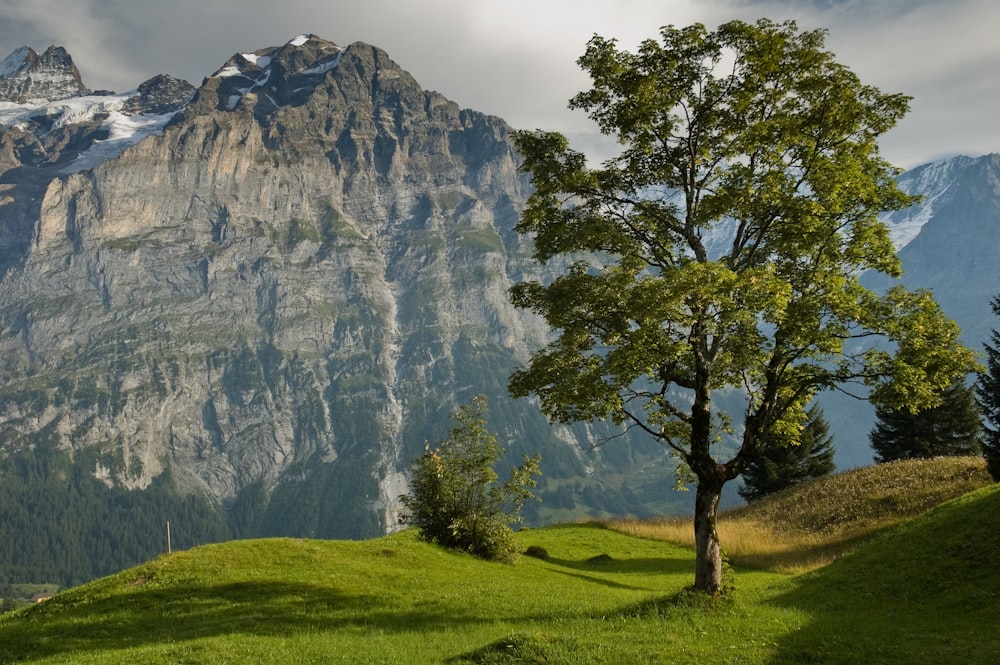 a tree on a grassy hill with mountains in the background