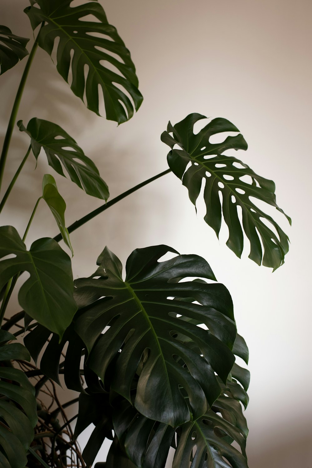 a plant with large green leaves in a room