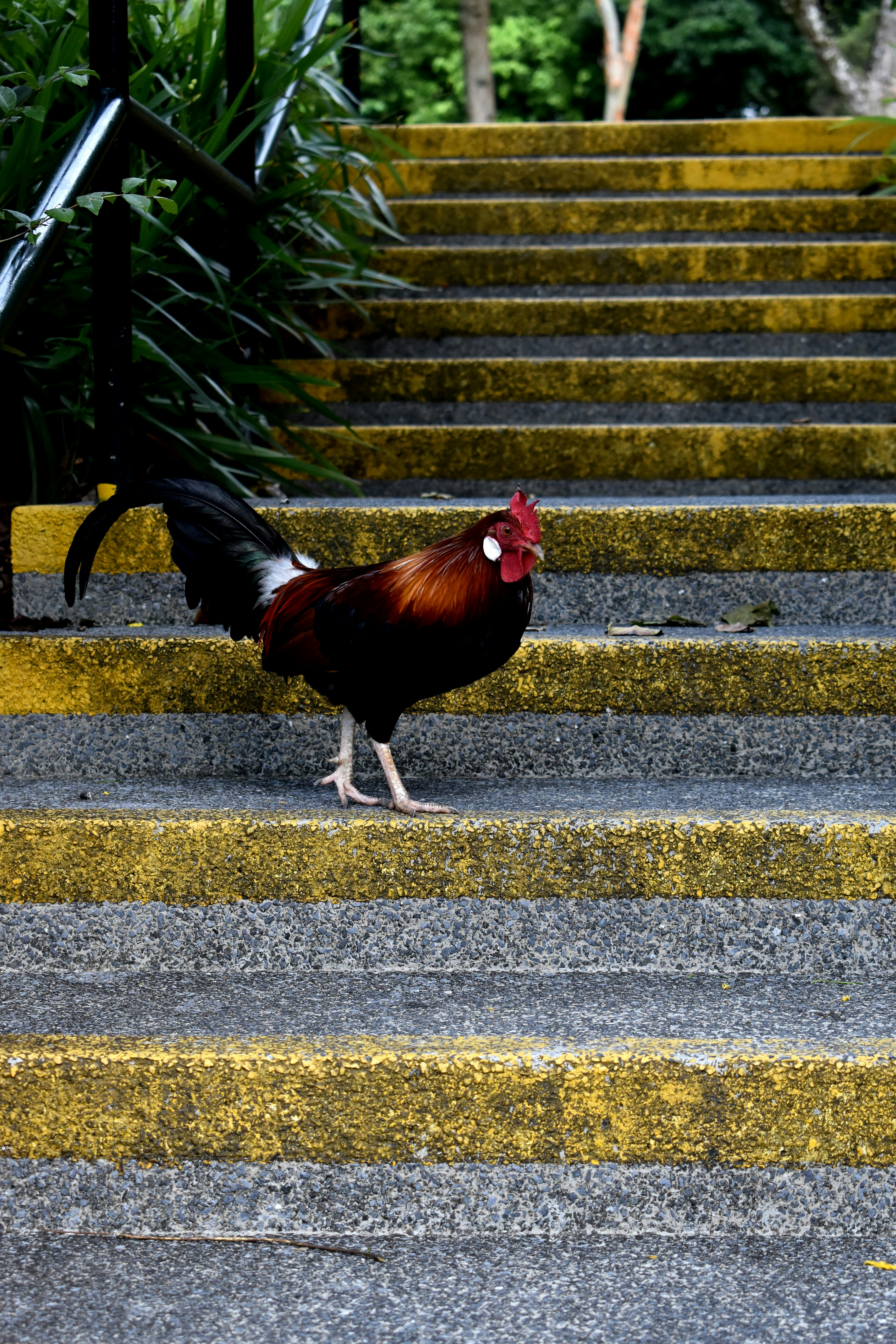 Un gallo está bajando unas escaleras
