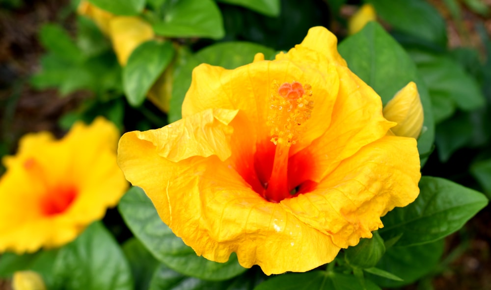 a yellow flower with a red center surrounded by green leaves