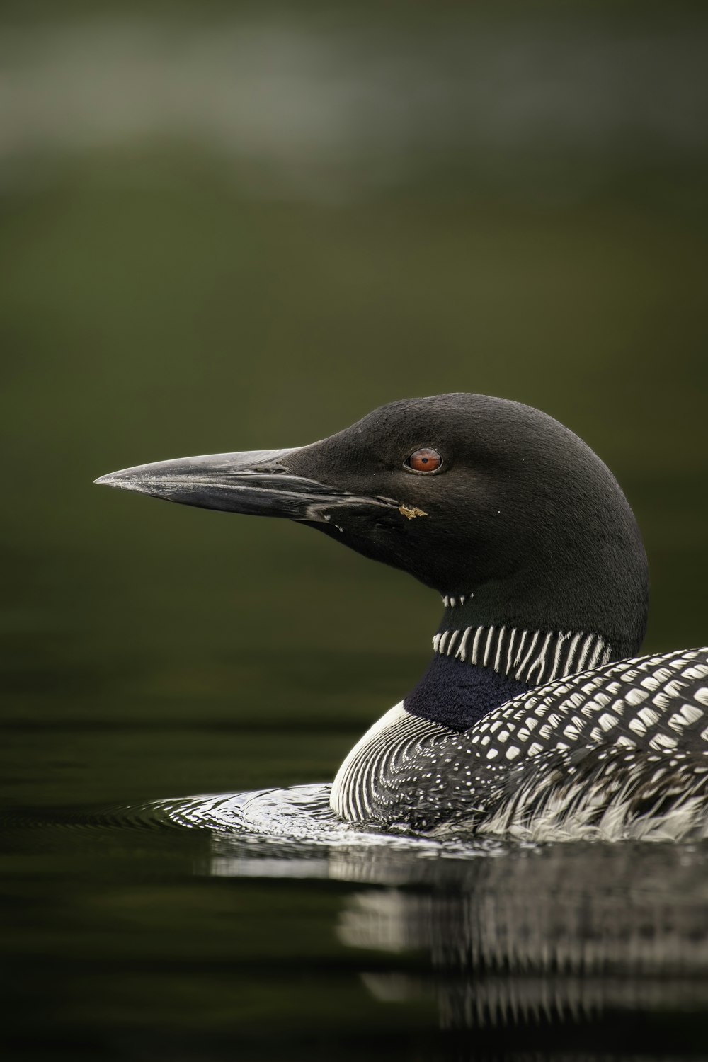 a close up of a bird on a body of water