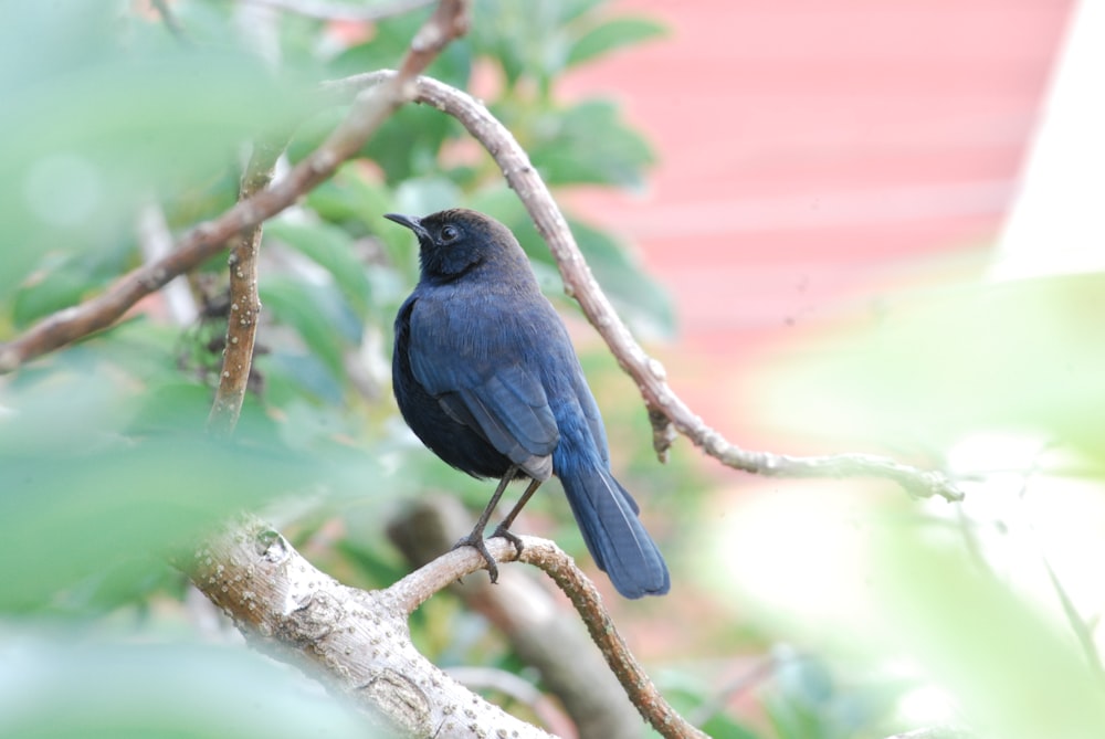 a blue bird sitting on a branch of a tree