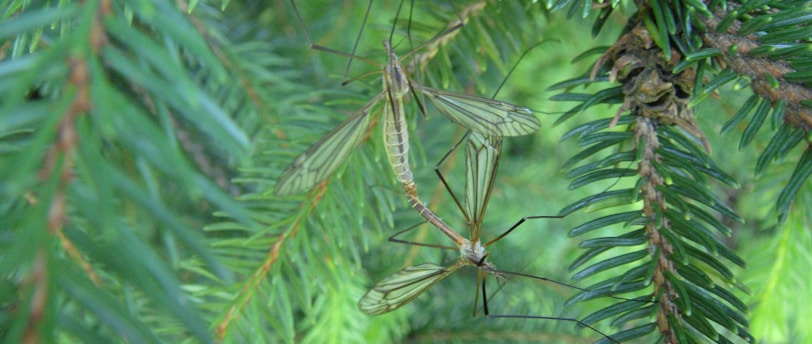 a praying bug on a branch of a pine tree