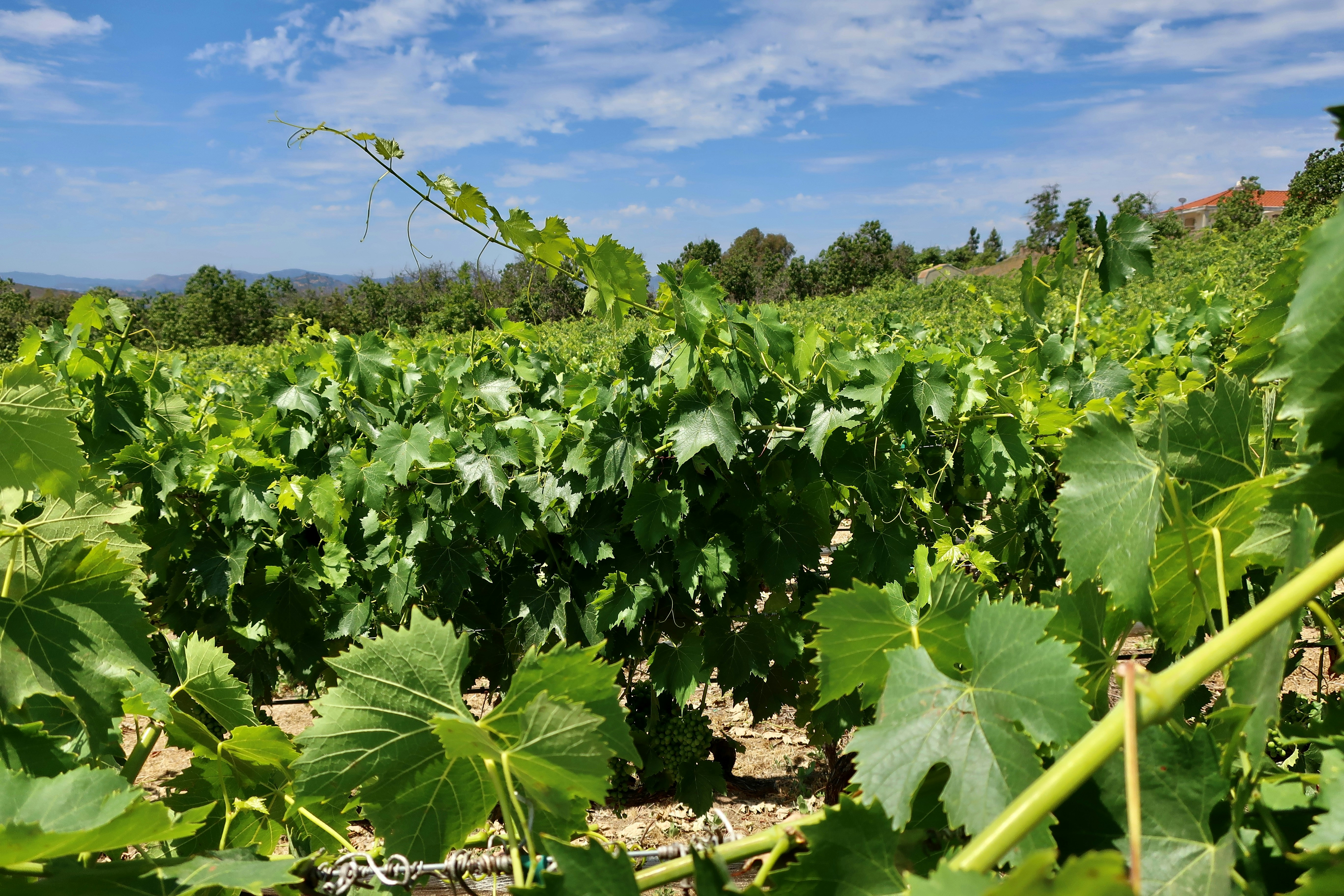 Photo by palmspringsdon