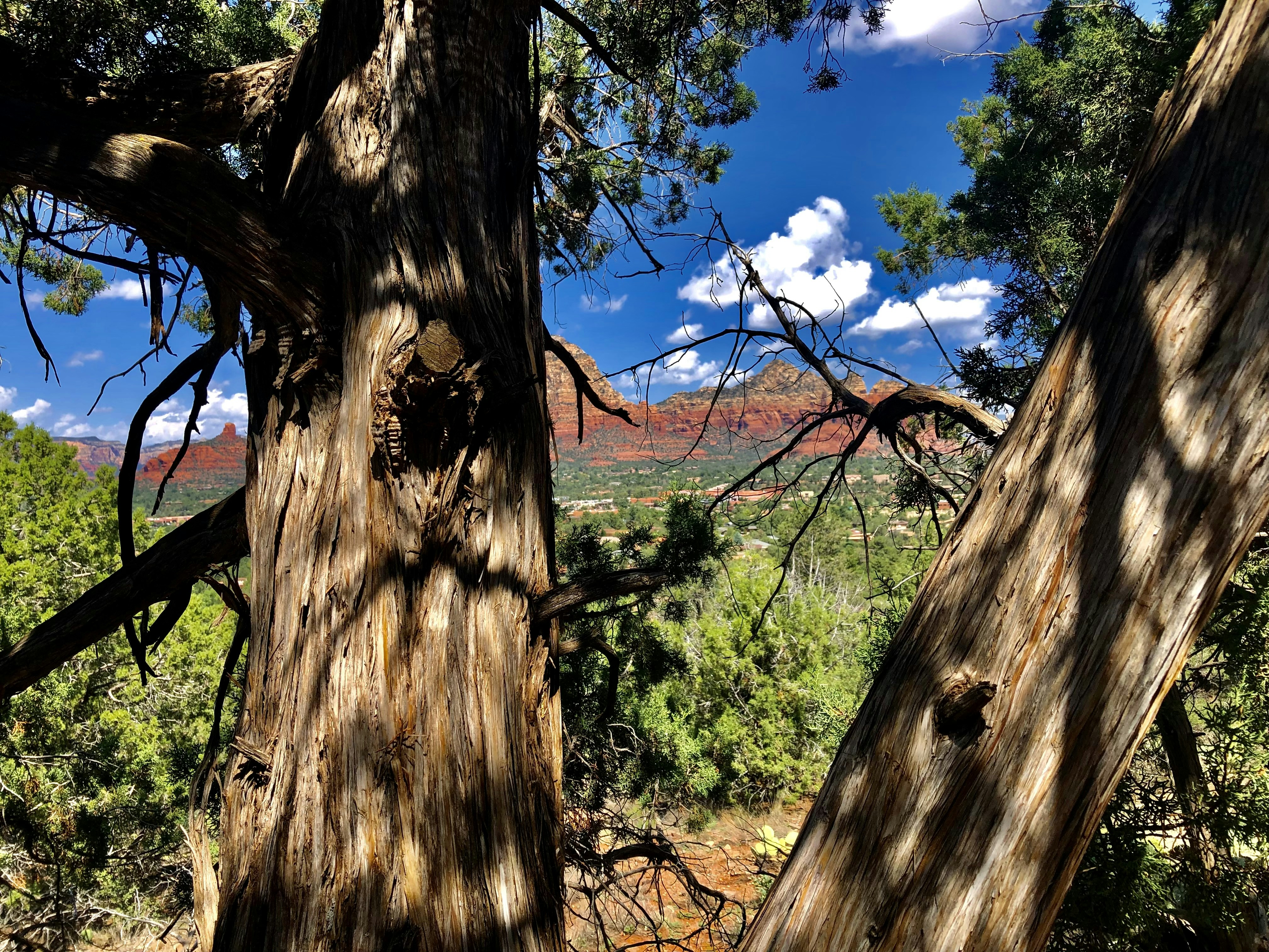 Photo by palmspringsdon