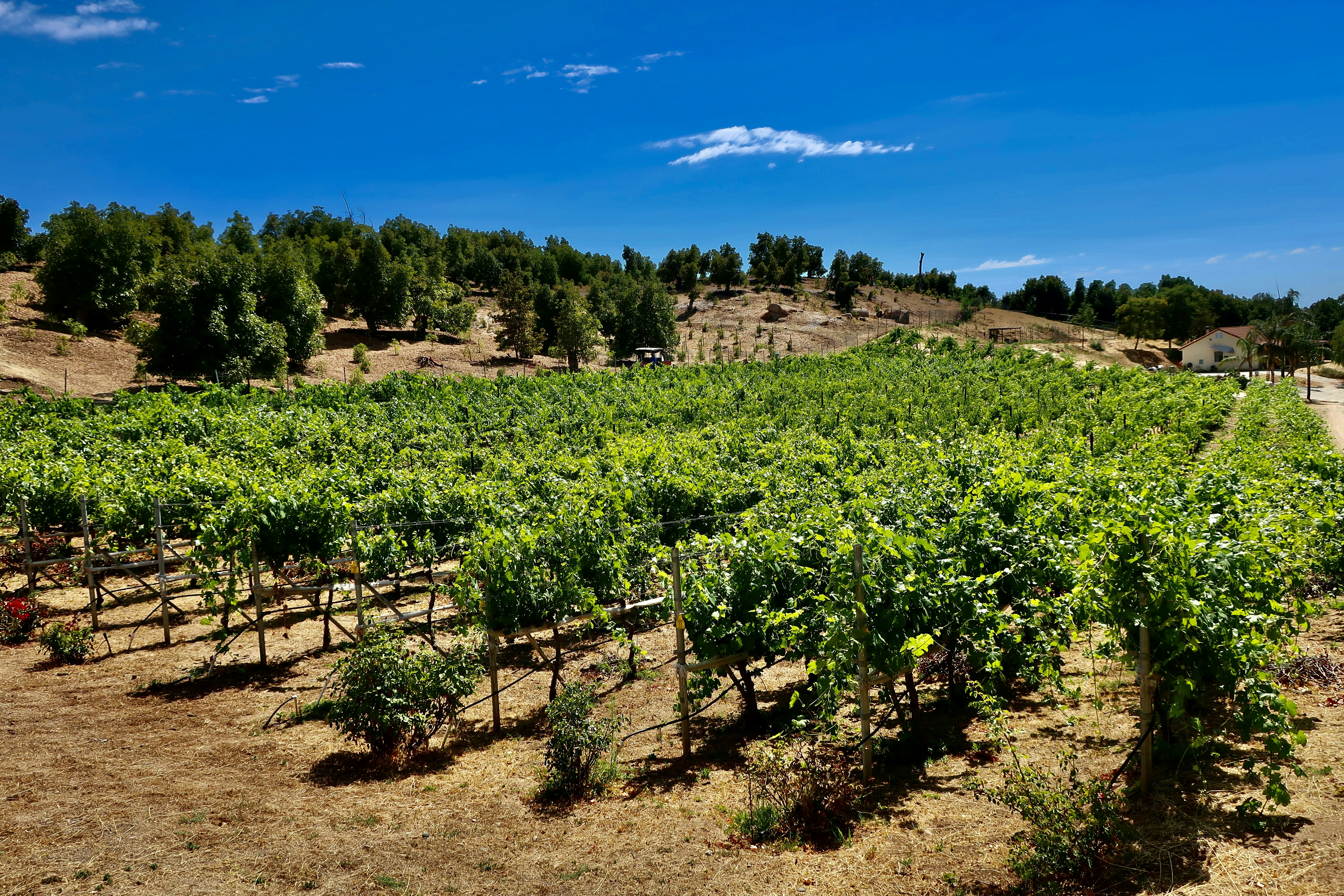 Photo by palmspringsdon